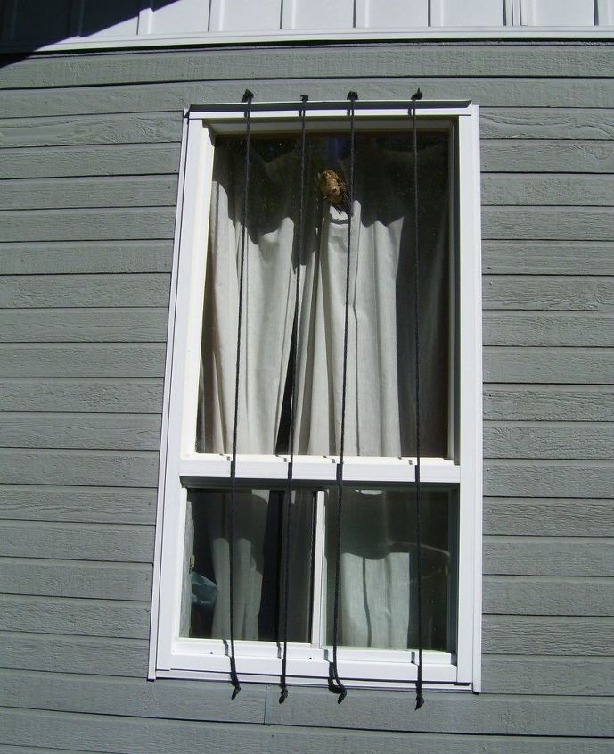 proteger a los pjaros una ventana a la vez
