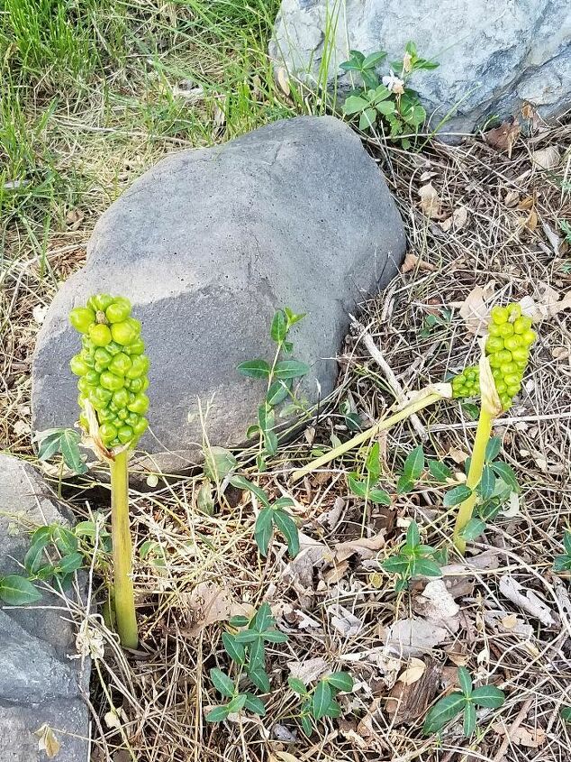 q what is this plant