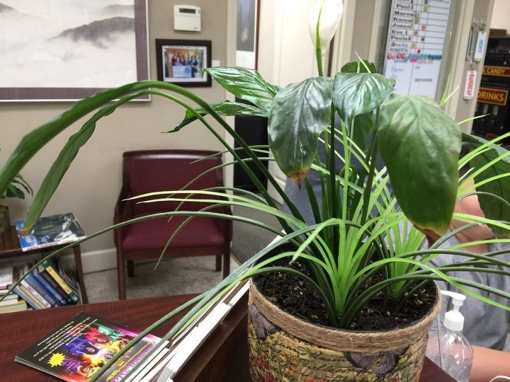 peace lily is turning brown at the ends