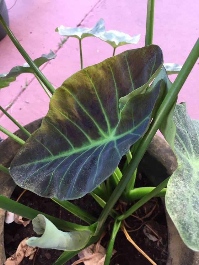 My plant is looking weird ( elephant ear) Hometalk My plant is looking weird ( elephant ear) Hometalk