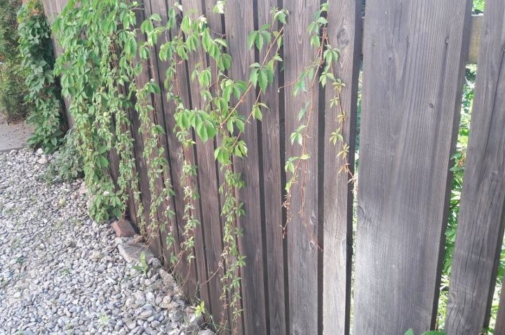 the easy steps to tame your virginia creeper
