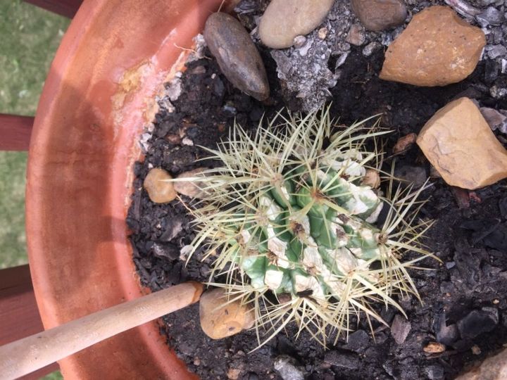 q what do i need to do to fix this cactus
