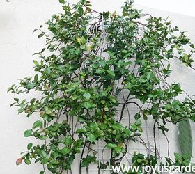 The Best Time To Prune Star Jasmine