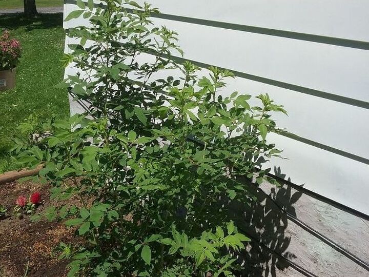 q no buds on rosebush