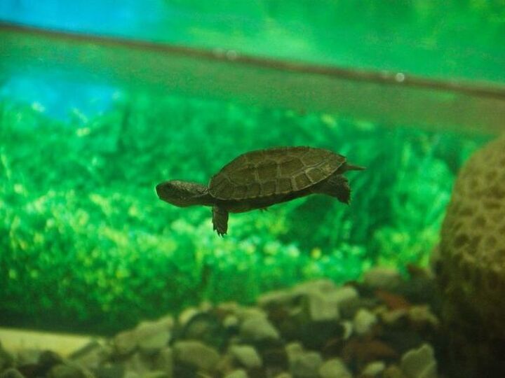 q how to make a tortoise dock for my aquarium