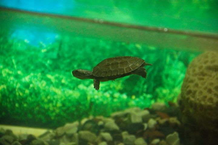 q how to make a tortoise dock for my aquarium