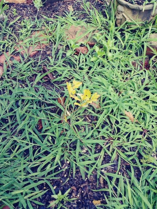 q can i replant my bleeding heart bulb it s getting too much rain