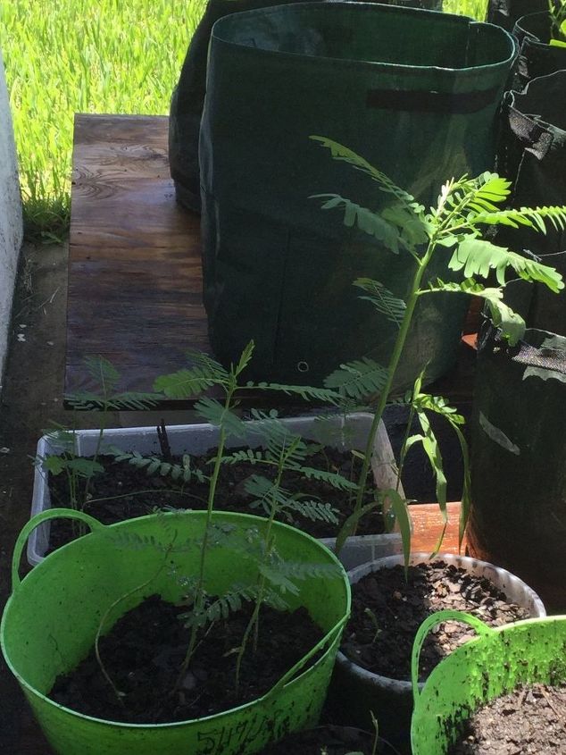 q what kind of plant of weed is this