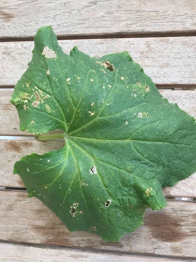 q cucumber plant