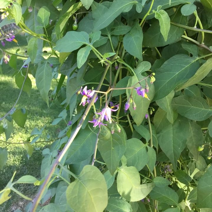 q what is this plant