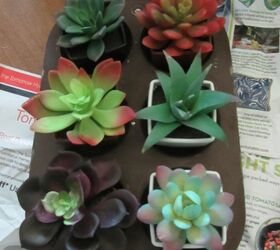 muffin tin and succulents no baking