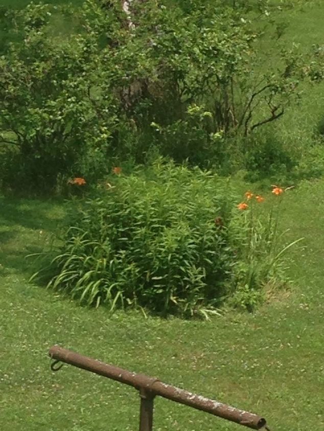 q how do i kill off get rid of those orange tiger lilys in my yard