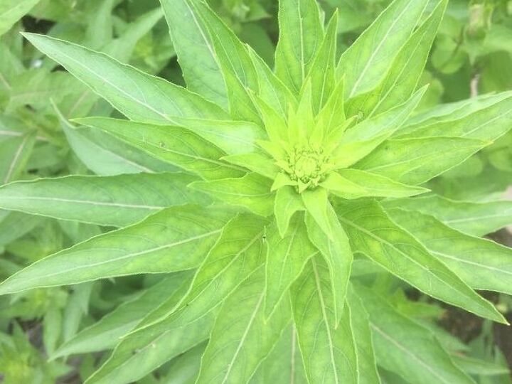 q weed or perennial