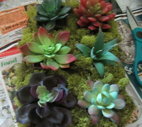 muffin tin and succulents no baking