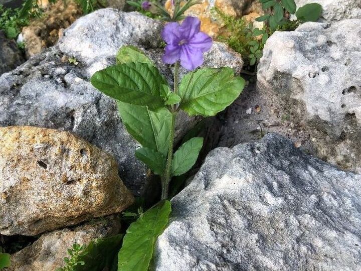q trying to redo my yard but i keep seeing this weed