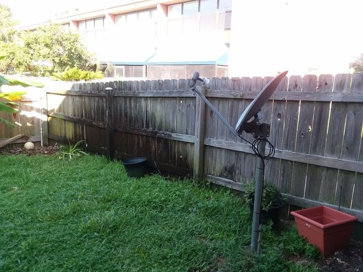 q need ideas for privacy along fence on a budget