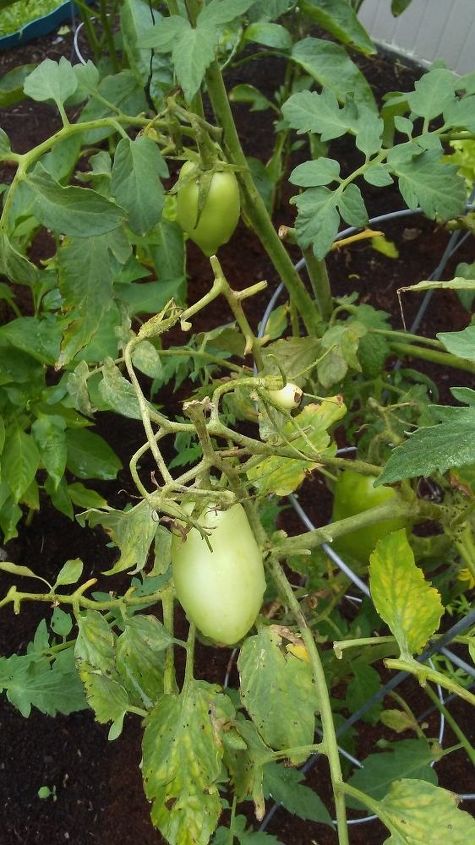 q hi guys i have a small tomato tree tomatoes are growing kind of