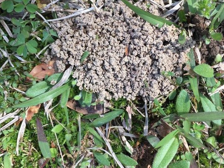q how do i get rid of voles