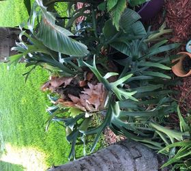 How to hang staghorn fern in tree? Hometalk