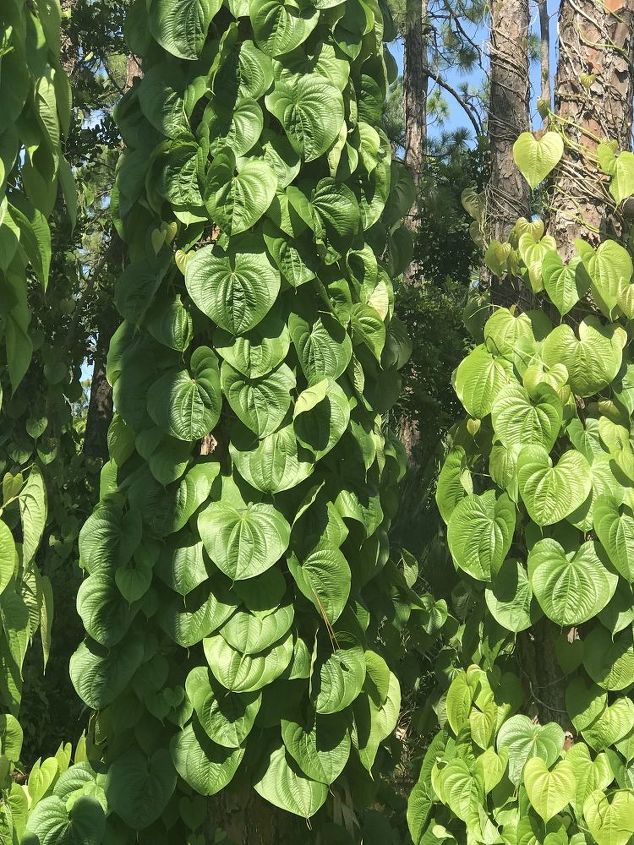 need help identifying this vinesouthwest florida