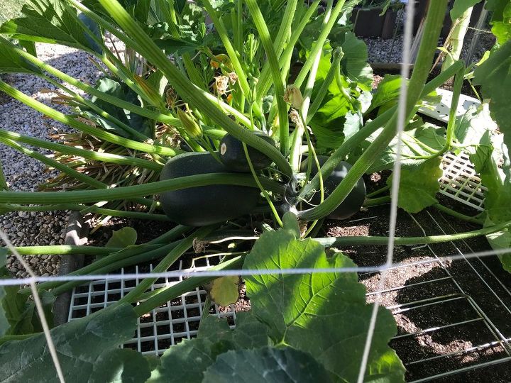 q mutant zucchini