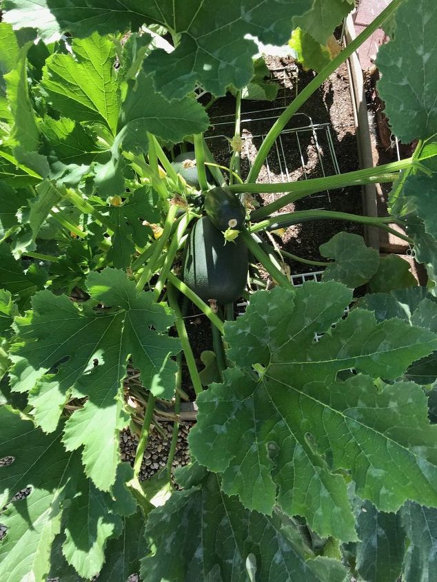 q mutant zucchini