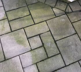 q pavers on patio have green on them