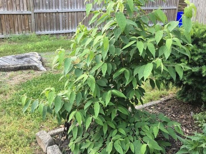 q does anyone know what type of plant this is