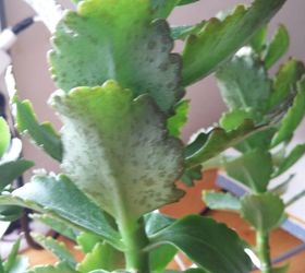what s wrong with my kalanchoe
