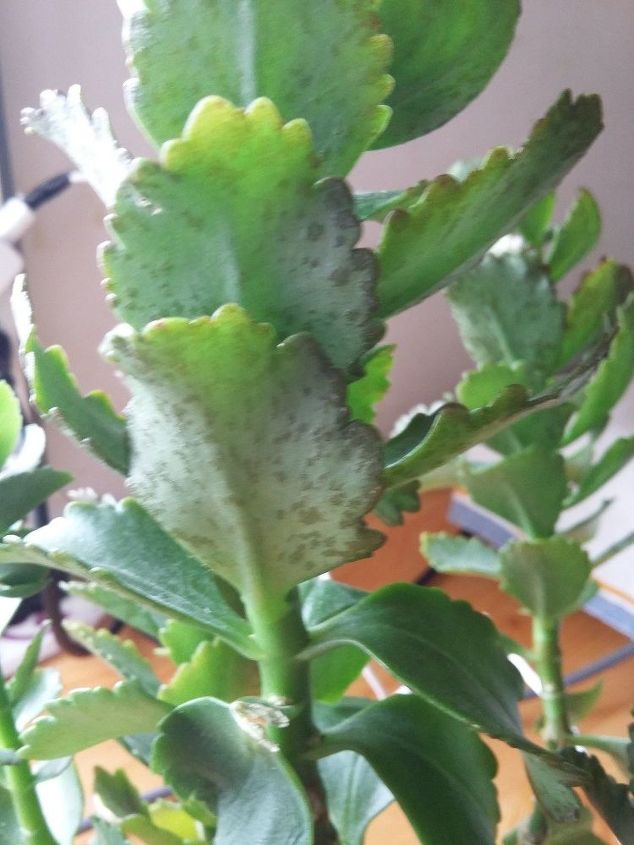 what s wrong with my kalanchoe