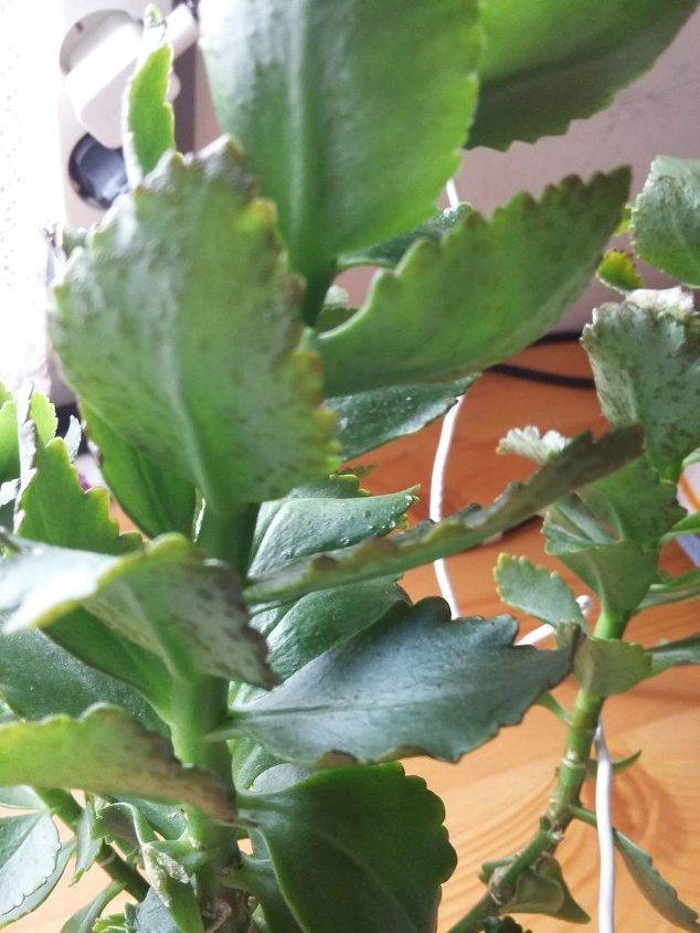 what s wrong with my kalanchoe