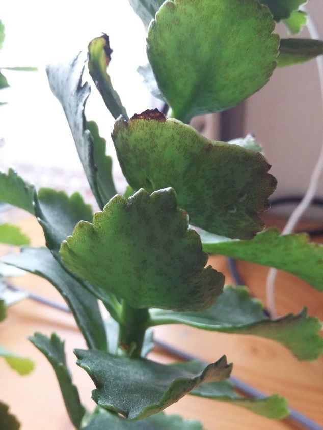 what s wrong with my kalanchoe