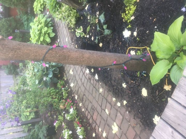 q my variegated maple has many white leaves which are dropping premature