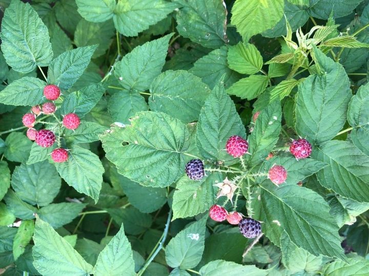 q i have a berry plant but don t know the name
