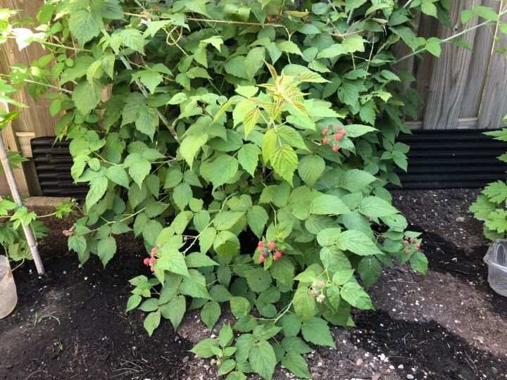 q i have a berry plant but don t know the name