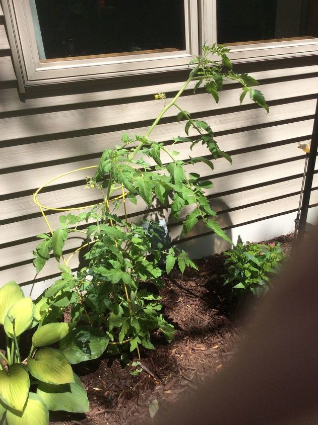 my tomato plant only flowers and is not producing any tomatoes