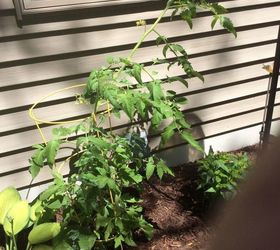 My tomato plant only flowers and is not producing any tomatoes. What i