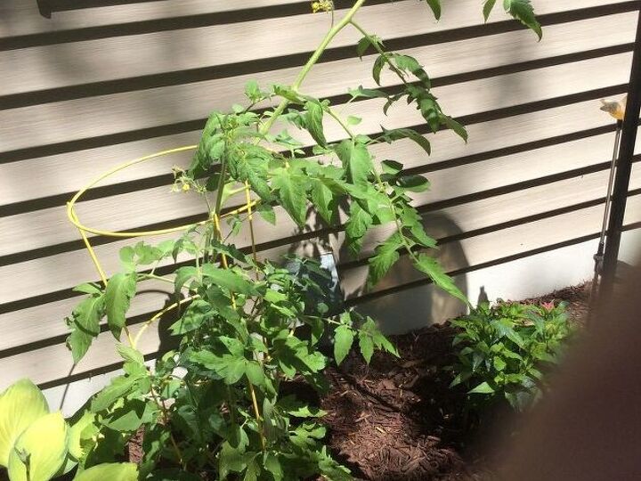 q my tomato plant only flowers and is not producing any tomatoes what i
