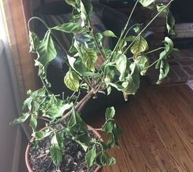 Why is my gardenia dying? Hometalk