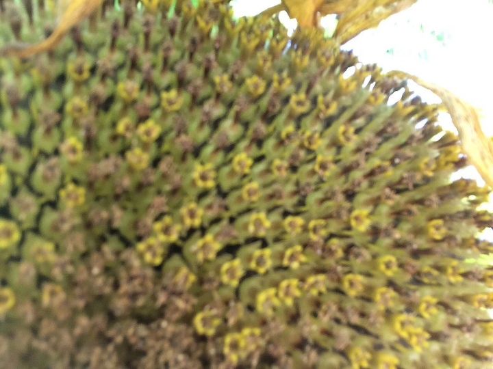 q i grew sunflowers this year