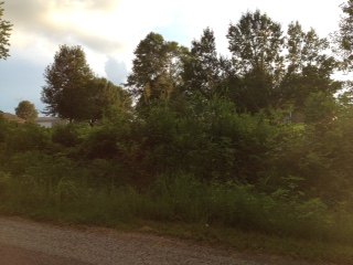 removing overgrown brush and weeds from a hillside