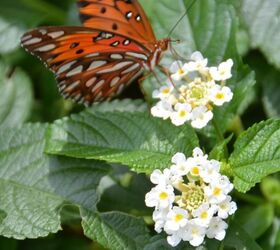 plant this easy to grow flowering vine to attract feed pollinators