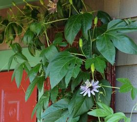 plant this easy to grow flowering vine to attract feed pollinators