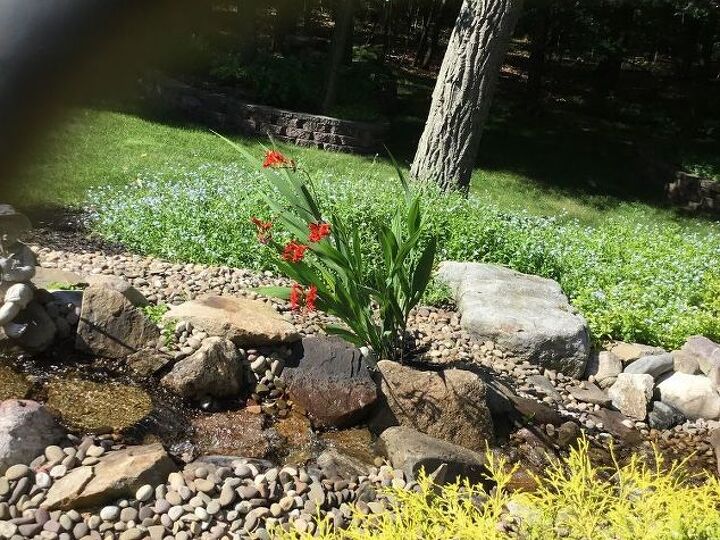q how to fix a crooked lucifer plant