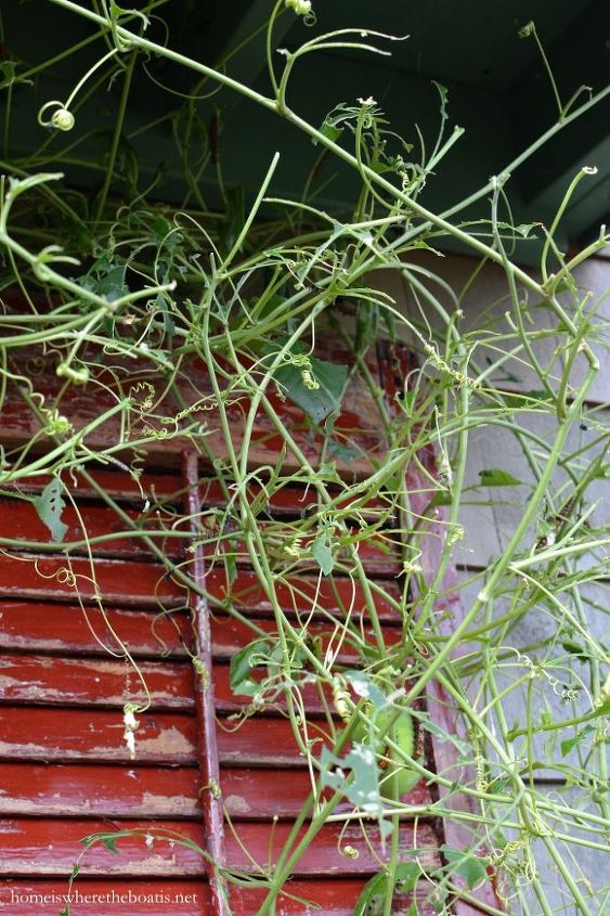 plante esta videira fcil de cultivar para atrair e alimentar polinizadores
