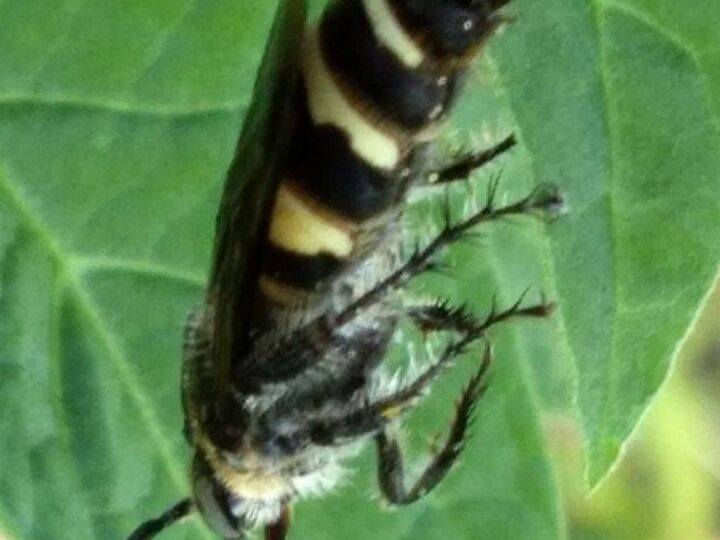 q insect id