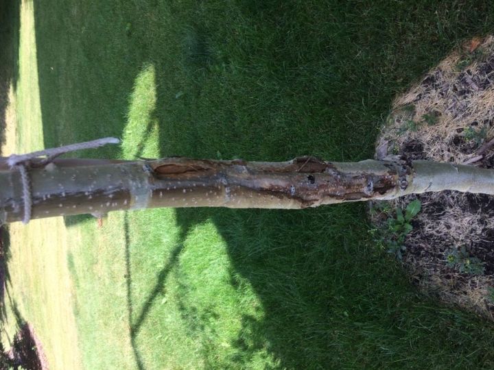 q damaged trunk of the trees