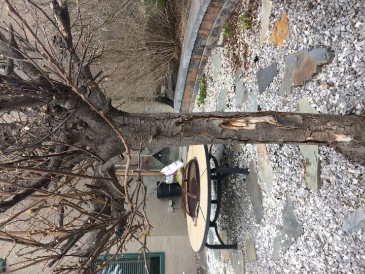 q damaged trunk of the trees