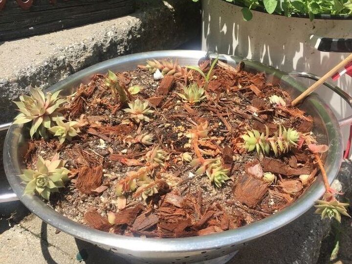 q where to grow succulants