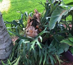 q how to hang very heavy staghorn fern